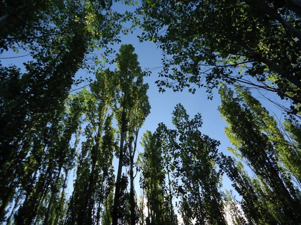 Terrazas En El Bosque Cabañas Malargüe Exterior foto